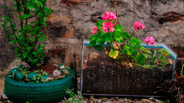 Flowering Plants in Bhutan