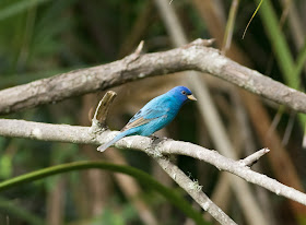 Indigo Bunting - Felts Audubon Preserve, Florida
