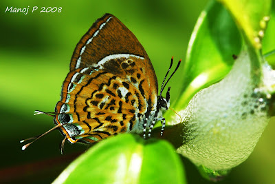 Monkey Puzzle Butterfly