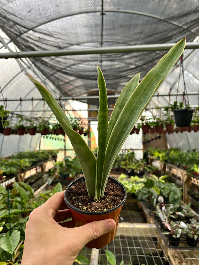 Sansevieria: The Silent Sentinel of the Plant World Sansevieria: The Silent Sentinel of the Plant World