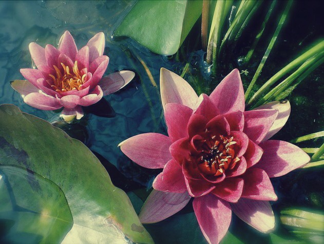 Gambar Bunga Teratai Yang Cantik | Kumpulan Gambar