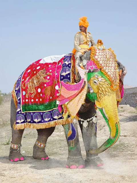 Festival del Elefante en Jaipur Paquidermo