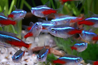 Ikan Neon Tetra