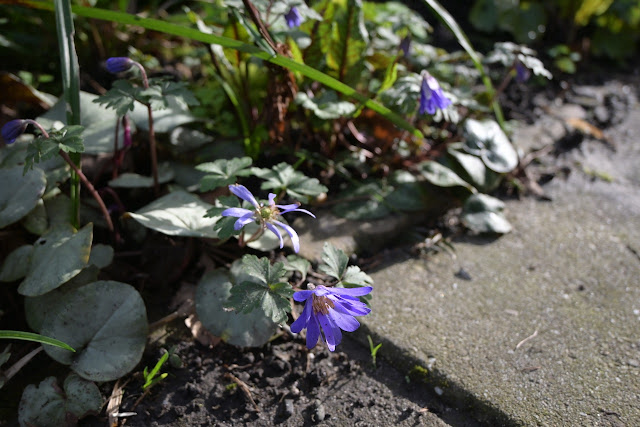 Anemone blanda.