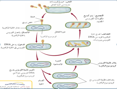 نتيجة بحث الصور عن تكاثر الفيروس