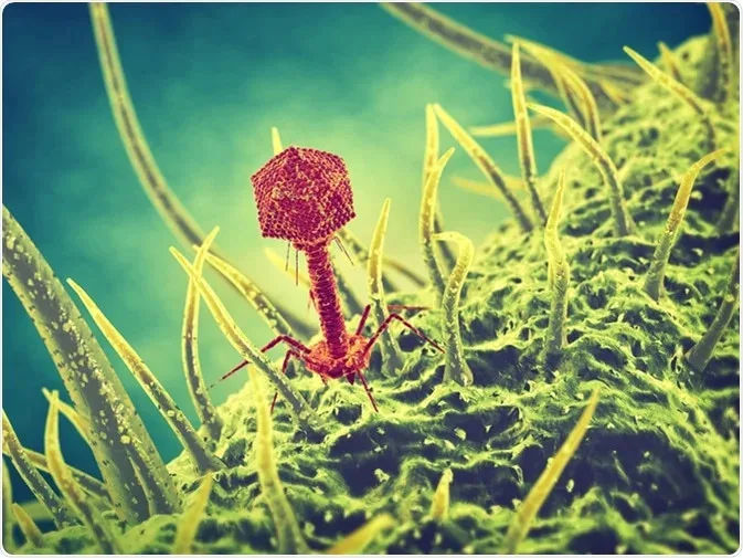 Os bacteriófagos
