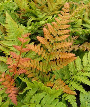 Autumn Fern3