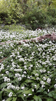 Wild Garlic in woods