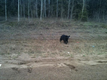 First bear sighting!