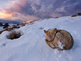 funny animals, animal pictures, fox in snow