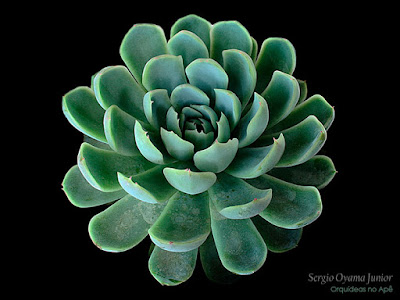 Suculenta Echeveria elegans