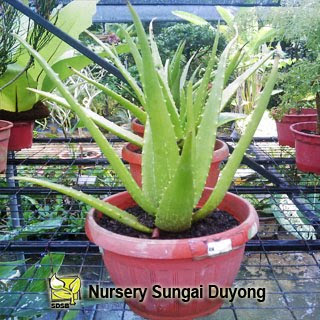 Nursery Sungai Duyong: Lidah Buaya Gedung Tumbuhan Anda 
