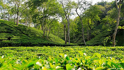 মৌলভীবাজার চা বাগানে বিশেষায়িত কারিগরি স্কুল হচ্ছে by নূর মোহাম্মদ