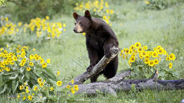 Black Bear