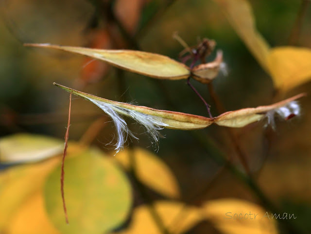 Tylophora aristolochioides