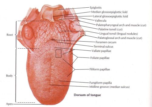 Tumor Lidah 