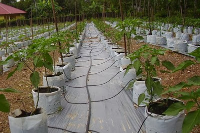 Cara Penanggulangan Hama dengan Bio Pestisida (Nabati) Bagian 1