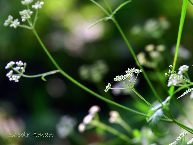 Torilis japonica