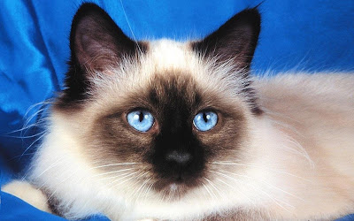 harga Kucing Birman