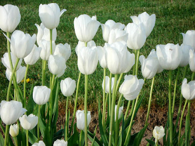 White Tulips