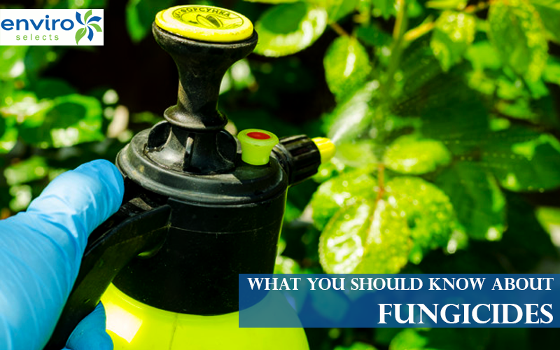 What You Should Know About Fungicides