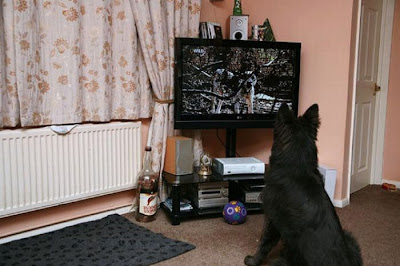 Pets watching TV Seen On www.coolpicturegallery.us