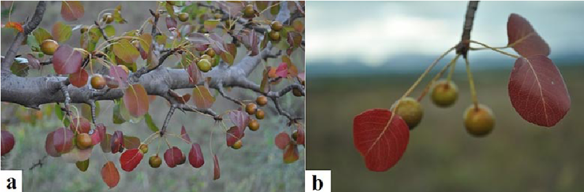 Груша Буассье (Pyrus boissieriana)