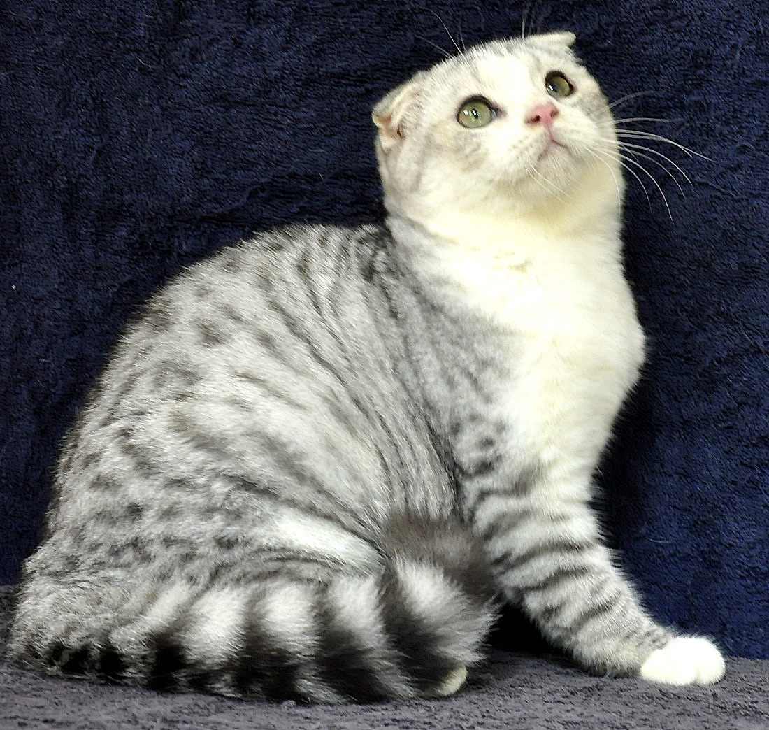 Kucing Scotish Fold Info Kucing Persia Anggora Dan Gambar Foto