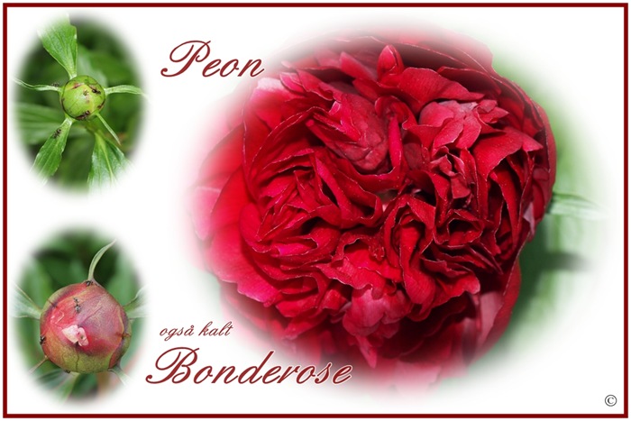 peon