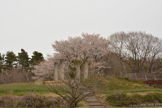 ひたち海浜公園の桜