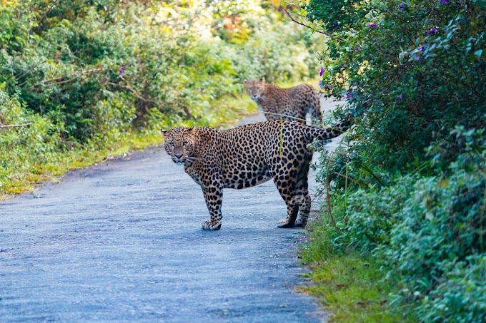  horton plains national park safari & rare mountain leopards                         