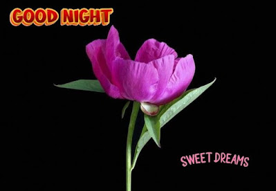 good night image sweet dreams