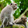 Wat te Doen in Ubud? Tips De Mooiste Bezienswaardigheden in Ubud en Omgeving