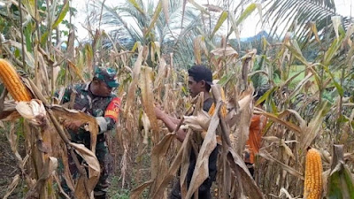 Babinsa Taluan wilayah Koramil 1305-08/Momunu Bantu Petani Panen Jagung