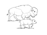 Bison Pictures To Color
