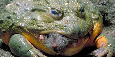 FOTO KODOK LEMBU (BULLFROG) SEDANG MAKAN TIKUS