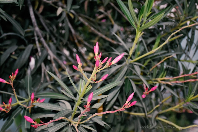 HD Pink Nerium Oleander Flowers