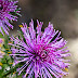 Rose Cone Flower