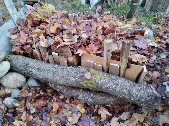 Syksyn lehtiä pensasmustikkapensaiden kohopenkkipohjaksi Talonmiespalvelu@gmail.com Tampereen pihatyöt kauttani 24.10.2024 kuva11