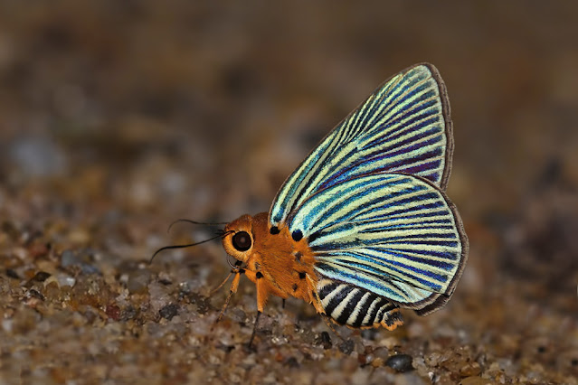Burara amara the Green-streaked Awlet butterfly