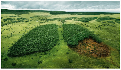 bosque, deforestacion, arbol, tala de árboles, pulmones de la tierra, amazonas pulmon