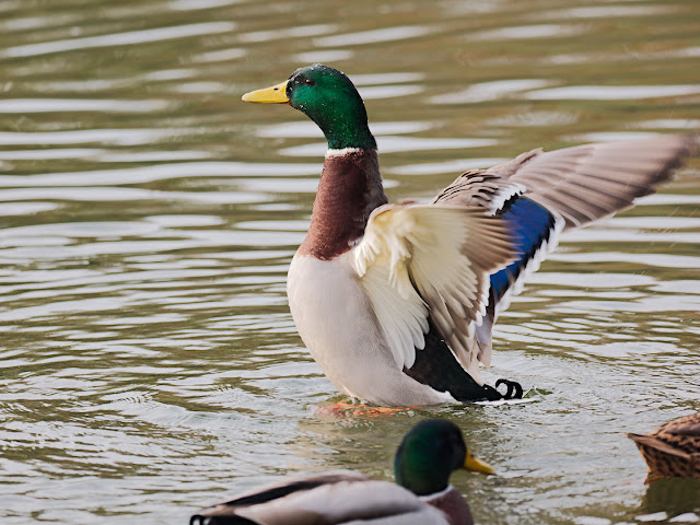 Stockente (Anas platyrhynchos)