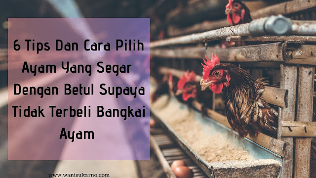 6 Tips Dan Cara Pilih Ayam Yang Segar Dengan Betul Supaya 
