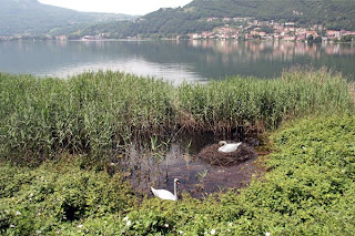 La coppia al nido