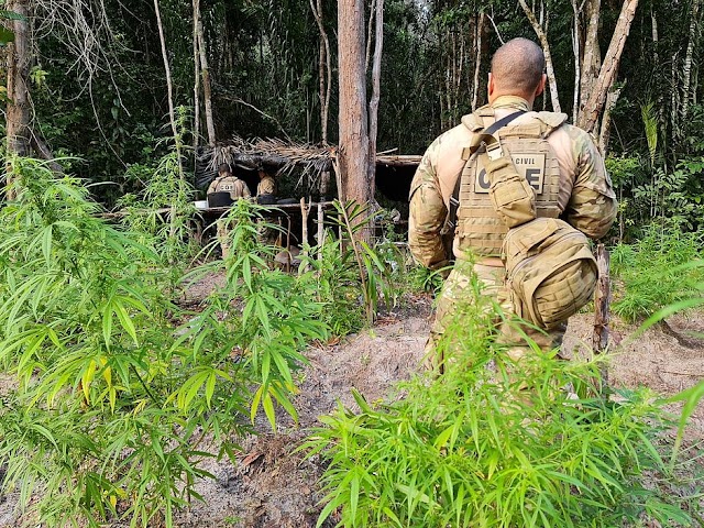 Operação da Polícia Civil destrói três mil pés de maconha no Conde, no litoral norte