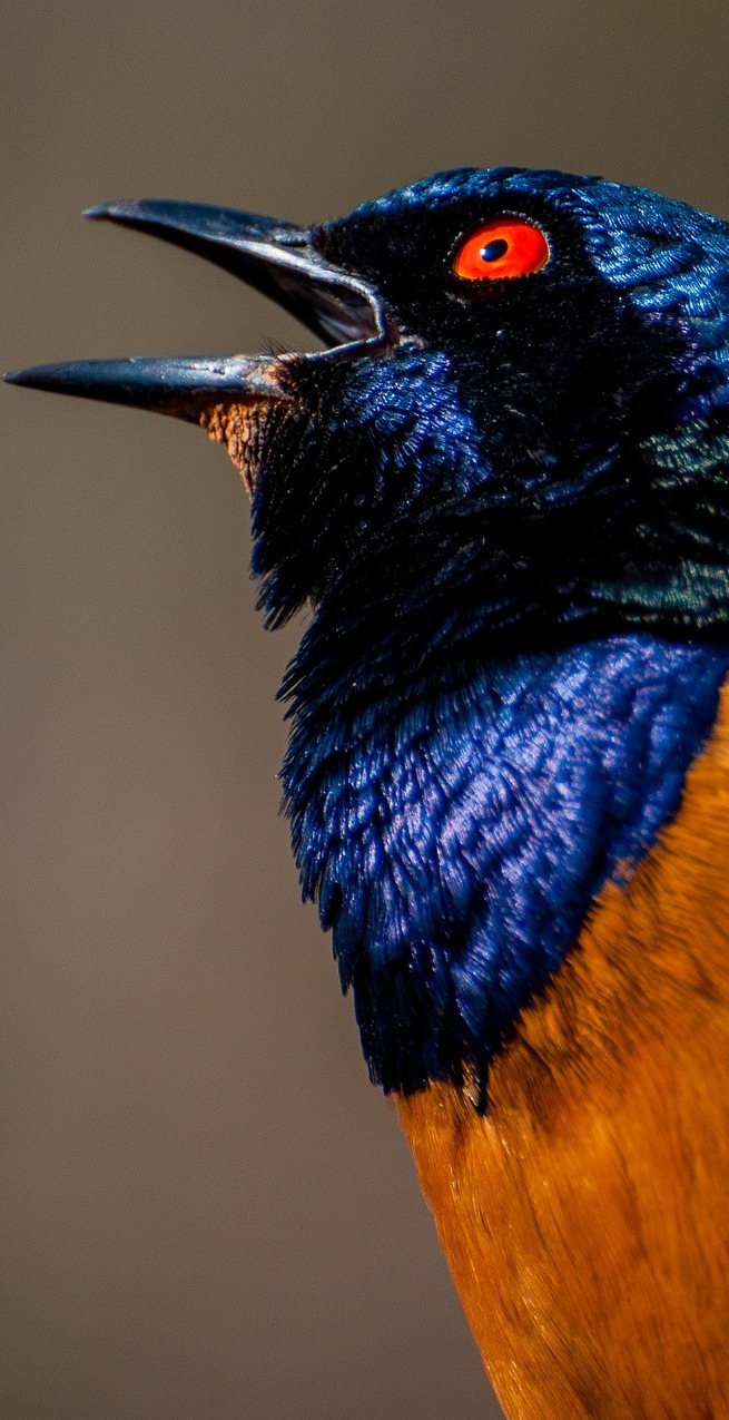 Hildebrandt's starling (Lamprotornis hildebrandti).