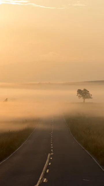 Wallpaper Road, Fog, Nature, Tree