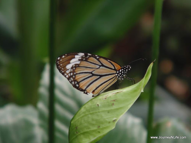 Bangalore National Butterfly Park 