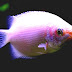 Kissing Gourami - Gourami Kissing Fish