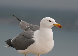 Larus armenicus